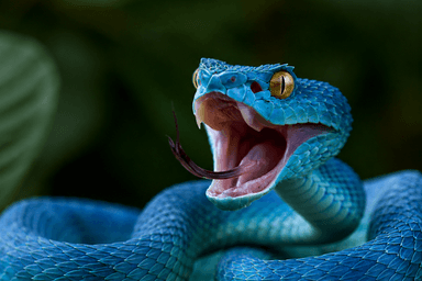 Built for Humans, Not Bots: Introducing the Serpent Defence Framework